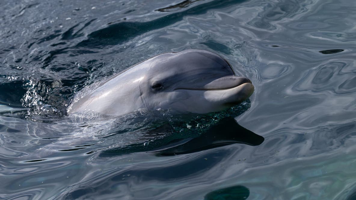 Florida fishing captain sentenced to 30 days, fined $51K for poisoning, shooting dolphins
