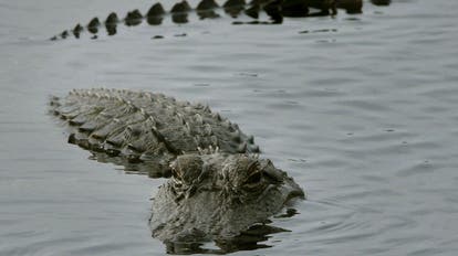 Florida woman killed by alligator while canoeing with husband at Lake Kissimmee: FWC