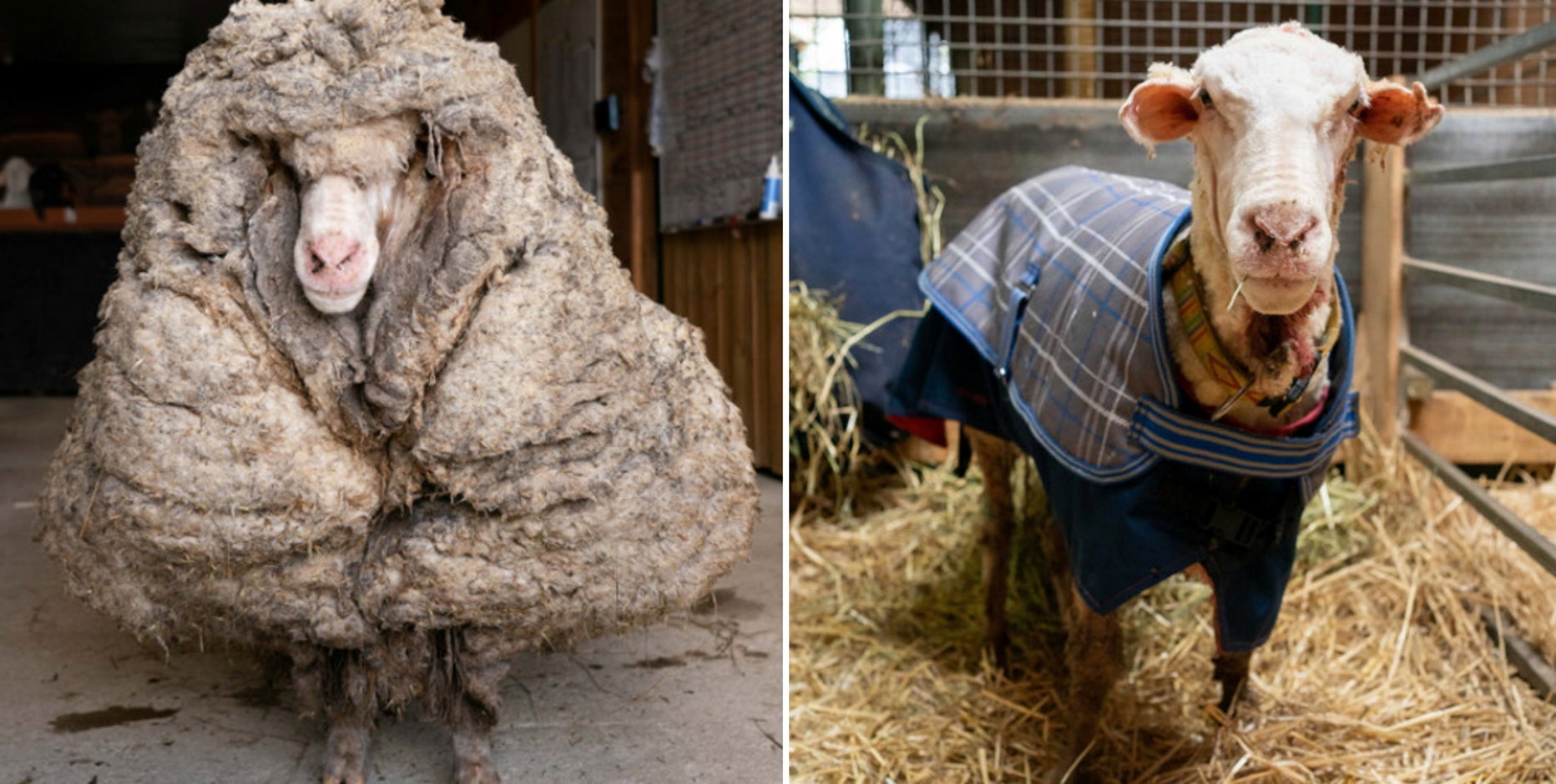 Rescuers save abandoned sheep, shave off 78 pounds of matted wool