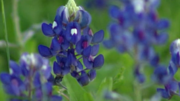 Ennis hosts annual bluebonnet festival as flowers reach peak bloom
