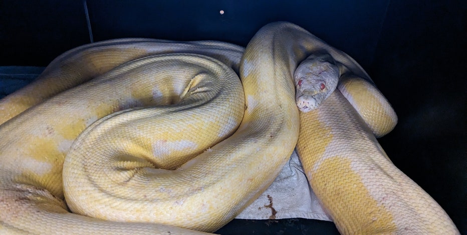 16-foot python from Dallas found in Austin after going missing for months