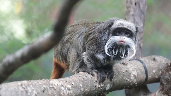 2 monkeys go missing from the Dallas Zoo, habitat intentionally compromised