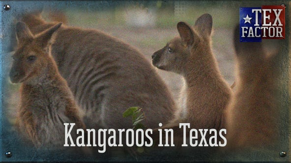 The Tex Factor: Kangaroos in Texas