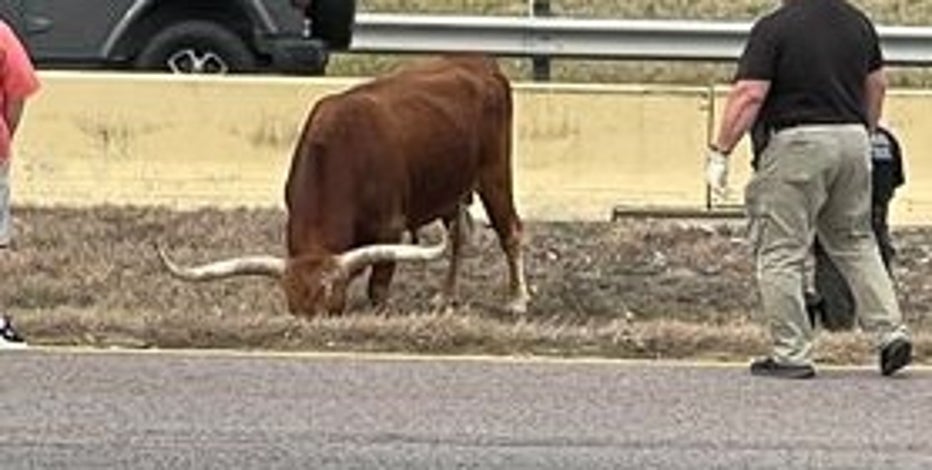 Loose cattle cause highway closure in Midlothian