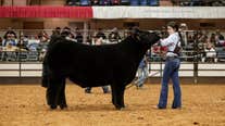 Steer named 'Snoop Dog' wins grand championship at Fort Worth Stock Show & Rodeo
