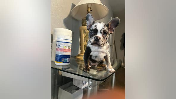 Arlington police looking for French Bulldog stolen during armed robbery