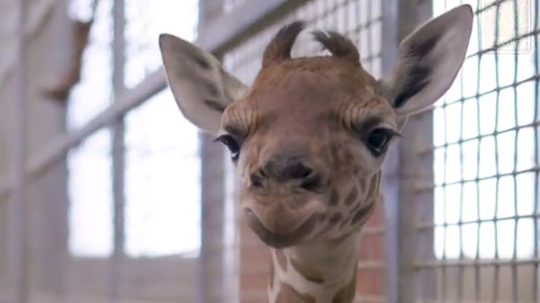 Dallas Zoo announces birth of baby giraffe