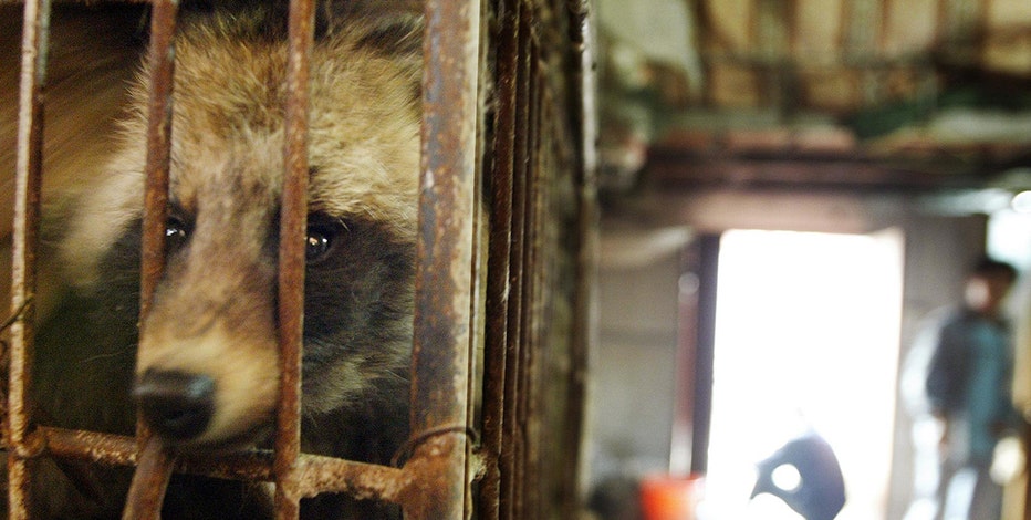 New study cites Wuhan raccoon dogs as possible origin of COVID-19