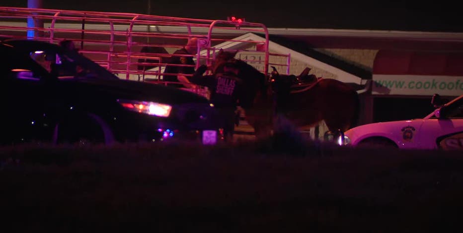 14-year-old, 2 stolen horses killed in crash along Dallas highway