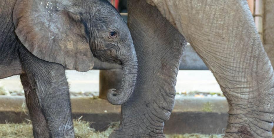 Dallas Zoo announces new baby elephant's name