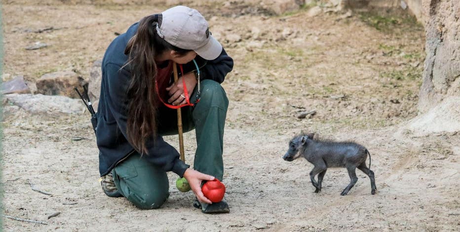 Dallas Zoo welcomes baby warthog