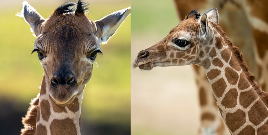 Two baby giraffes born at Fossil Rim Wildlife Center