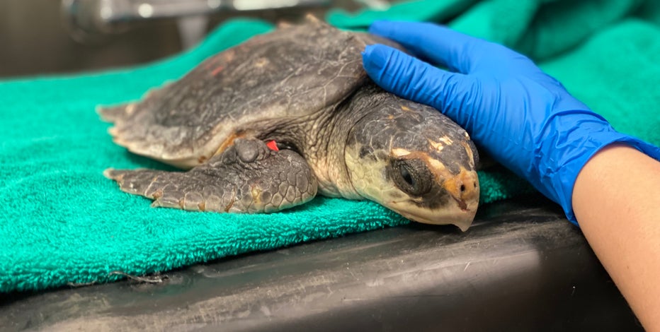 SEA LIFE Grapevine helps nurse baby sea turtles back to health
