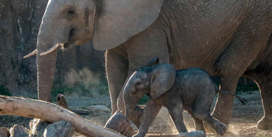 Dallas Zoo's baby elephant makes first public appearance