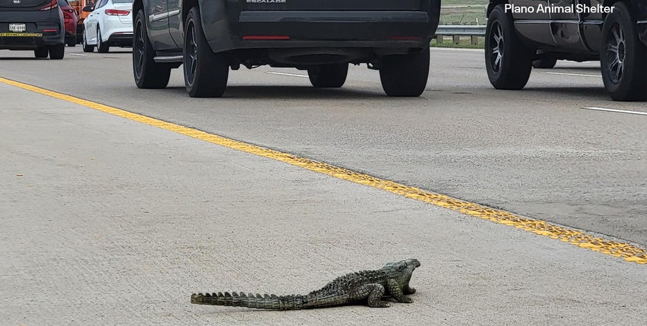 Plano drivers report seeing an alligator on the road. It wasn't quite what they thought.