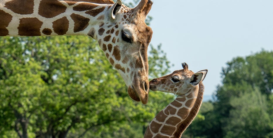 Fossil Rim wants you to pick the name of its baby giraffe