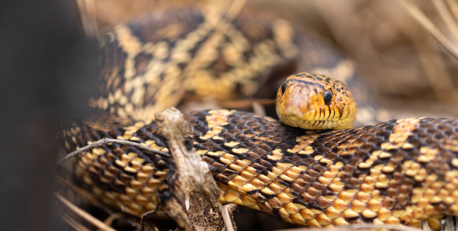 Fort Worth Zoo releases rare snakes into the wild