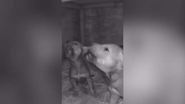 Watch: Adorable red wolf pups learn to howl from parents