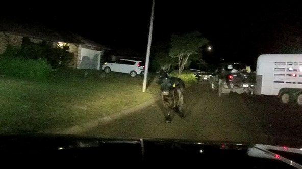 VIDEO: Bull loose in Denton leads to three-hour chase