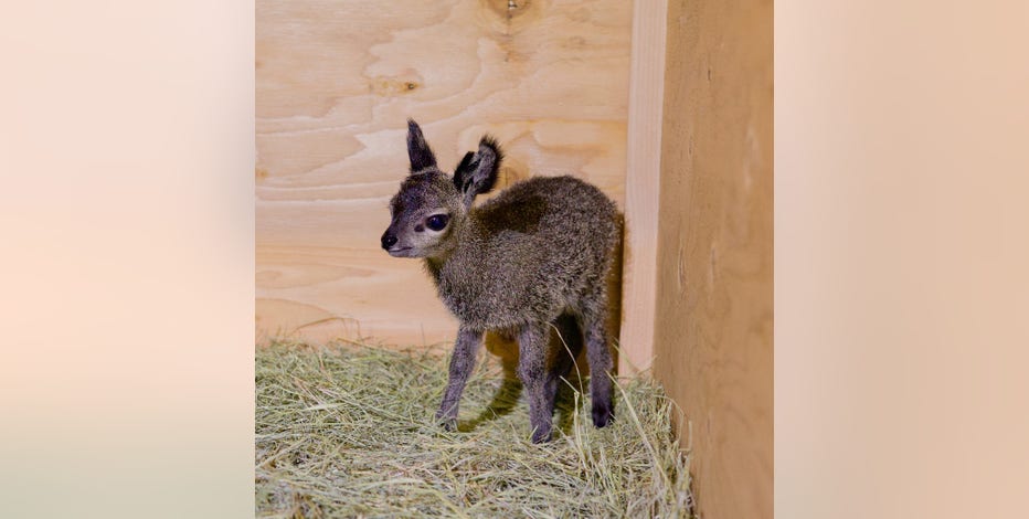 Adorable baby klipspringer born at the Dallas Zoo