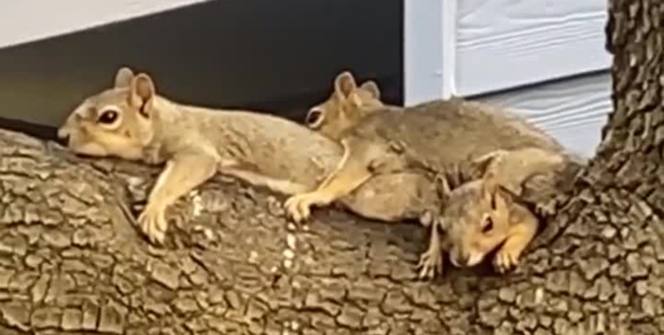 Squirrels 'sploot' in tree to cool down during Texas heatwave