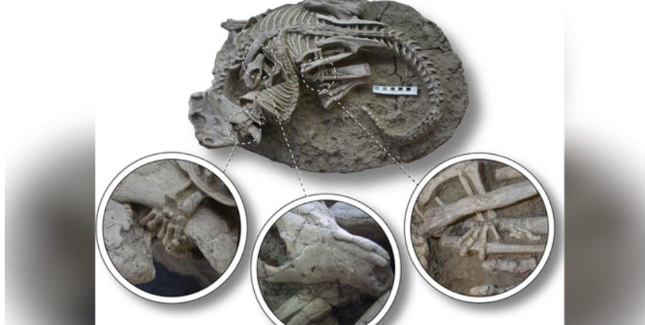 Remarkable fossil shows dinosaur, mammal forever frozen in epic battle