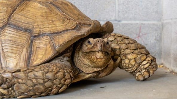Dallas Animal Services looking for owner of large tortoise