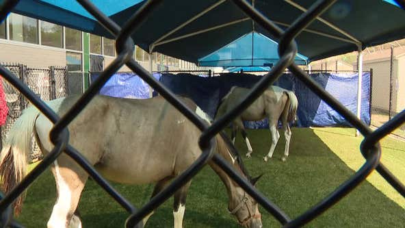 Dallas Animal Services turns dog play yard into space for badly abused horses