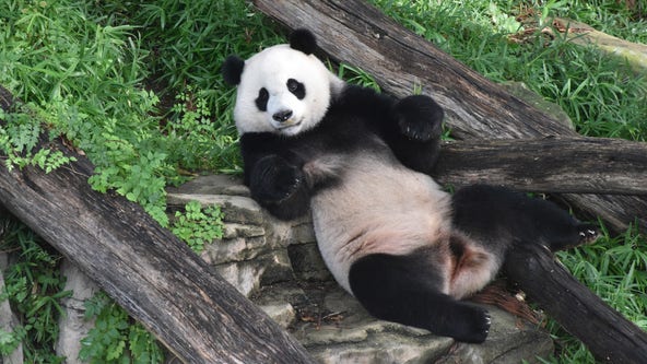 Pandas could be gone from American zoos by the end of 2024