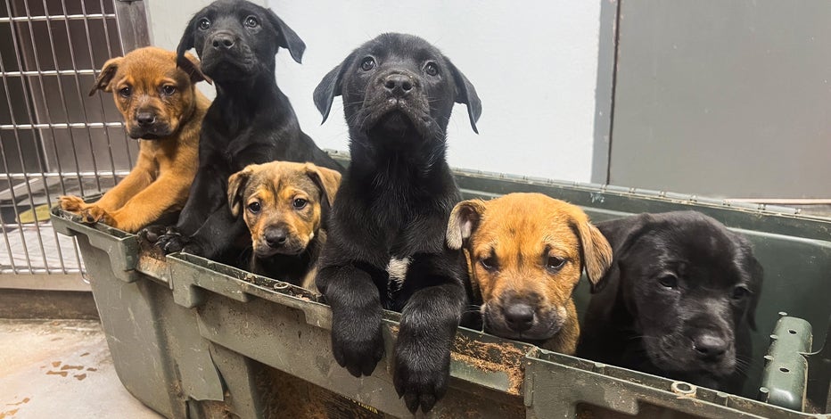 8 puppies found abandoned in duct-taped box on side of Fort Worth highway