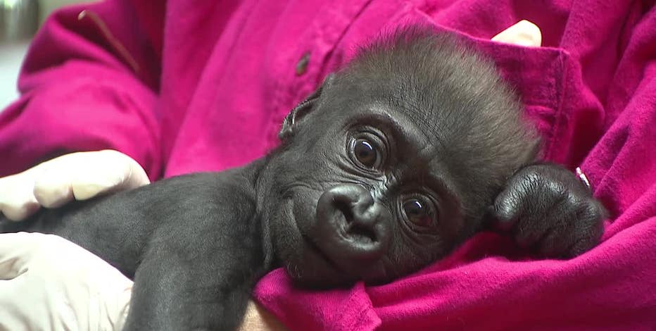 People say goodbye to Fort Worth Zoo baby gorilla who is moving to Cleveland after surrogacy struggles