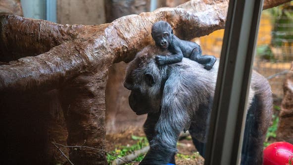 Fort Worth baby gorilla, Jameela, bonding with surrogate mother in Cleveland