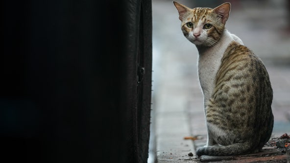 South Korean man sentenced to 14 months in jail for killing 76 cats