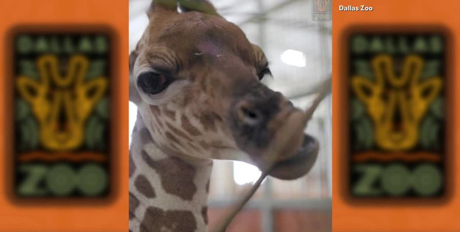 Dallas Zoo shares video of newborn giraffe
