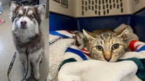 Animal shelter tells pets' stories of survival after tornado outbreak