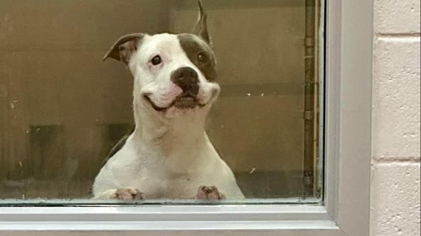 Internet falls in love with Arlington shelter dog’s silly smile