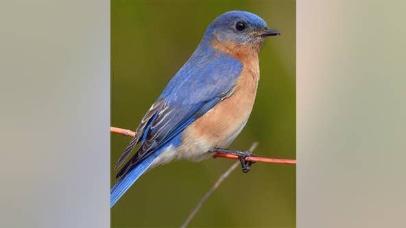 Fort Worth to name official city bird