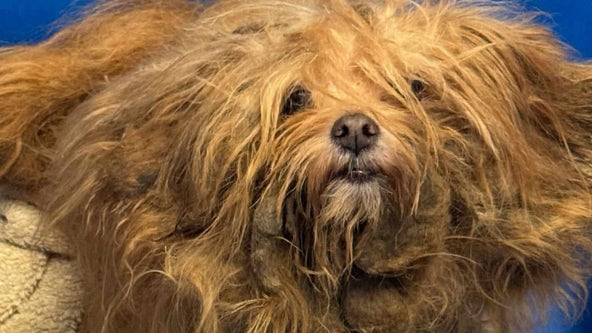 Dallas dog with horrifically matted fur could barely walk. Look at him now!