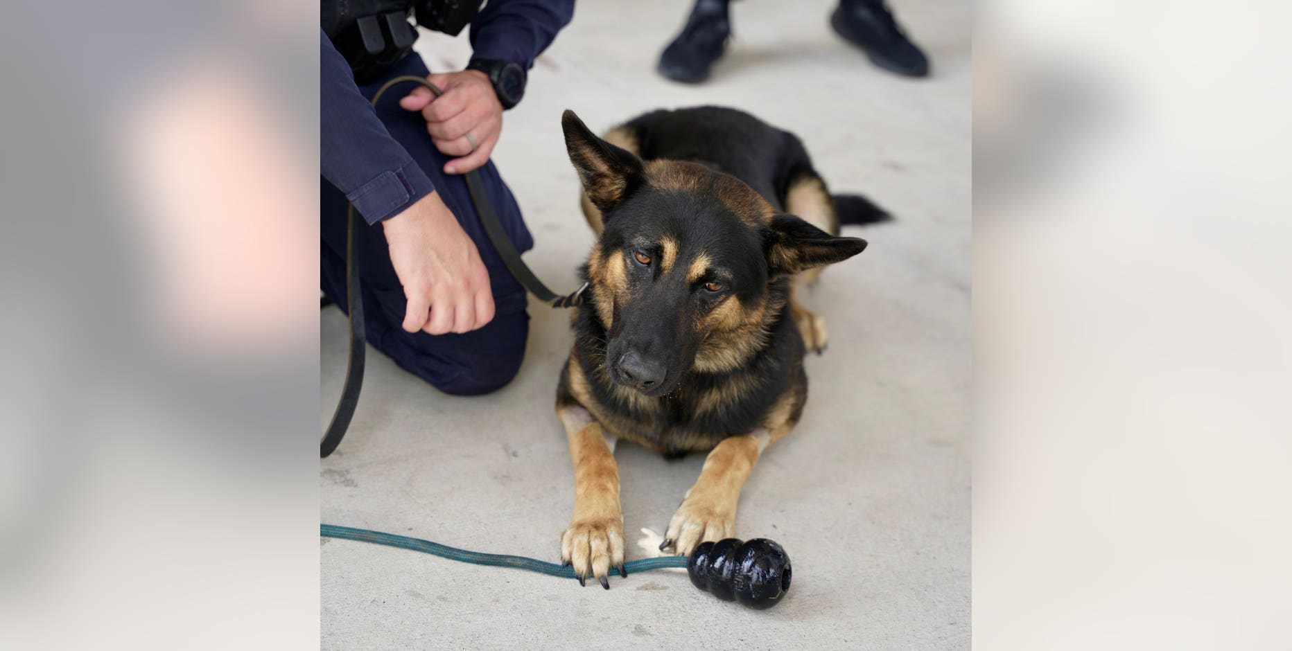 Dallas PD K-9 heads home after heat-related hospitalization