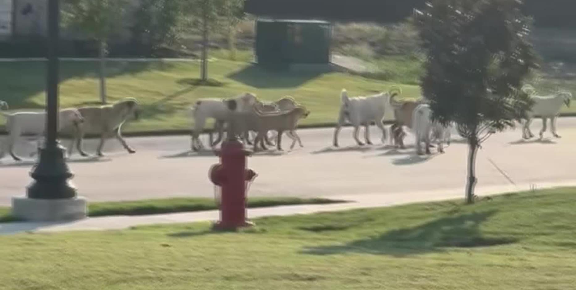 Godley residents alarmed by growing pack of roaming dogs