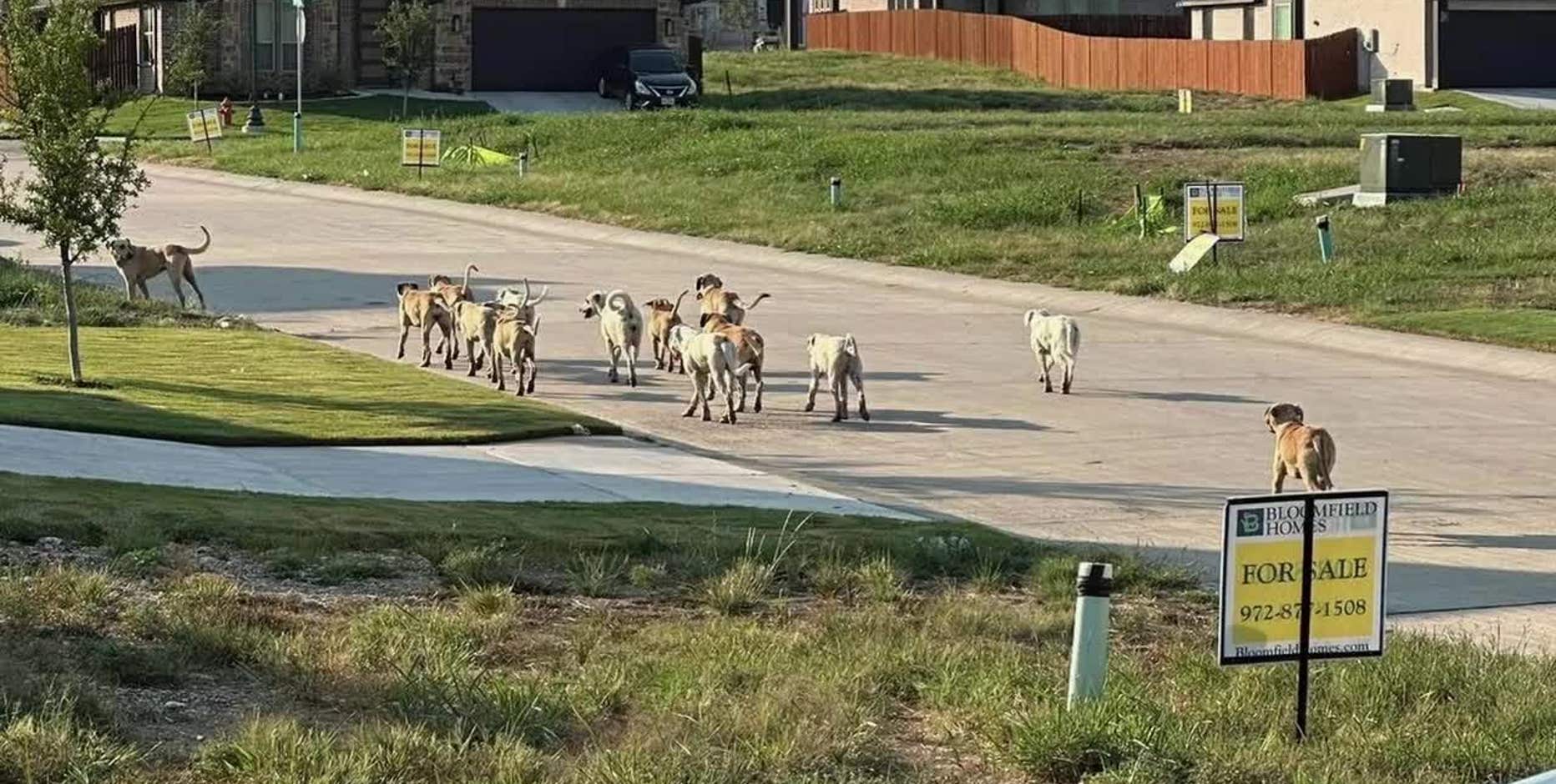 County leaders create response plan after concern over Godley dog pack