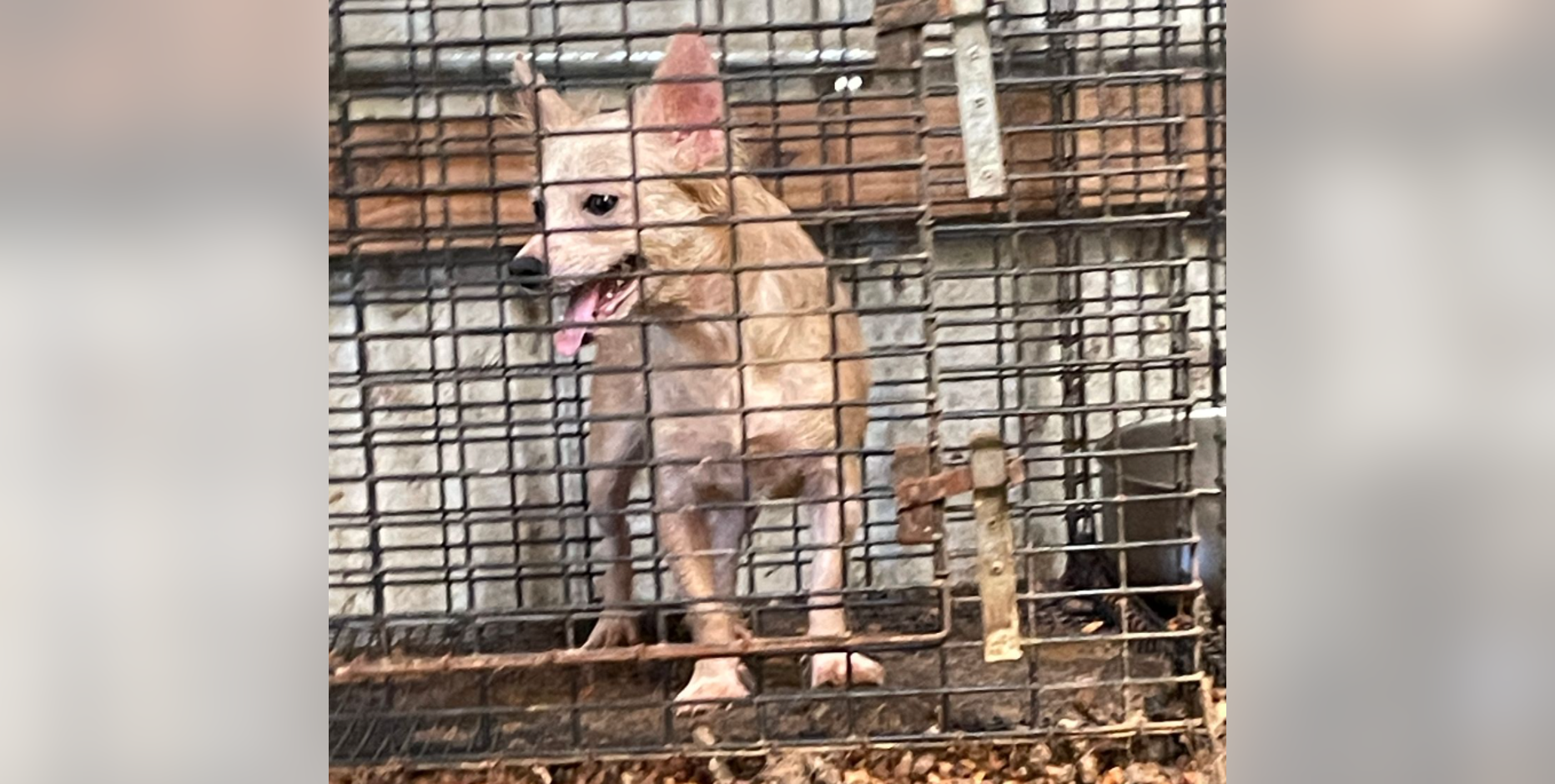 16 dogs rescued in Van Zandt County, found drinking 'feces-contaminated water'