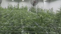 2 companies granted licenses to produce medical cannabis in Georgia