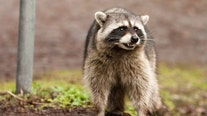 Rabid raccoon bites dog in Gwinnett County, residents urged to be alert
