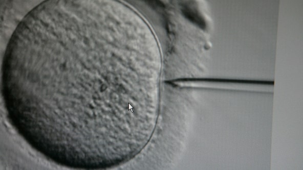 Georgia lawmakers rally to safeguard IVF treatments amid Alabama's controversial embryo ruling