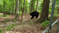 Black bear spotted in Johns Creek, police say