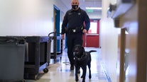Dogs sniffed out COVID-19 more accurately than some lab tests, study says