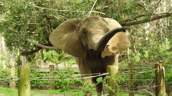 Elephant living in closed Puerto Rico zoo to get new life in Georgia sanctuary