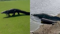 Giant gator invades Florida golf course in wild video