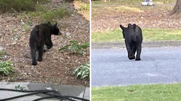 Stay away from black bear, Roswell Police warns residents